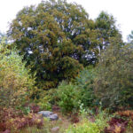 1608_eichhorst-silkebuche_ik_07